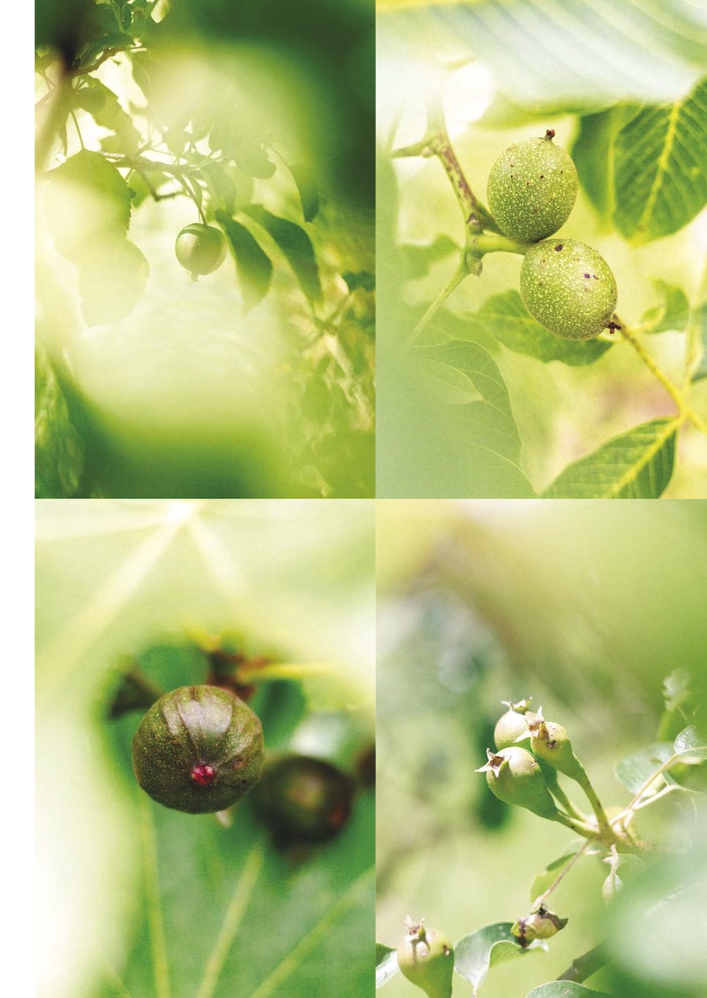 for Robida 11: Orchard frutteto sadovnjak